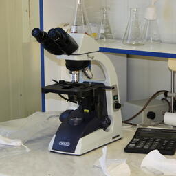 Ученые ТГУ оценили влияние нефти и микропластика на червей-трубочников