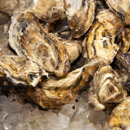 Одной из направлений рыбного хозяйства Севастополя — аквакультура