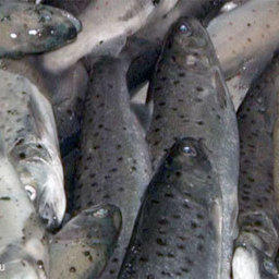 На одном из сочинских лососевых заводов зафиксирован массовый мор рыбы