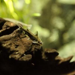 Косатка-крошка. Фото пресс-службы Приморского океанариума