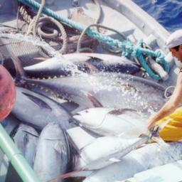 Лов тунца в Атлантике. Фото пресс-службы АтлантНИРО