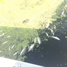 Погибшая из-за сброса удобрений рыба. Фото Московско-Окского теруправления Росрыболовства