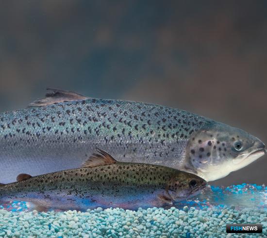 В США разрешили импортировать икру генетически модифицированного лосося, произведенную в Канаде. Фото Undercurrent News
