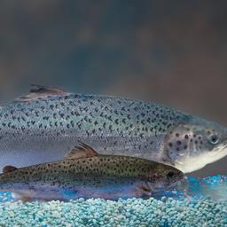 В США разрешили импортировать икру генетически модифицированного лосося, произведенную в Канаде. Фото Undercurrent News