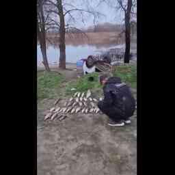 В районах задержали нескольких браконьеров с нелегальными уловами. Кадр оперативной съемки