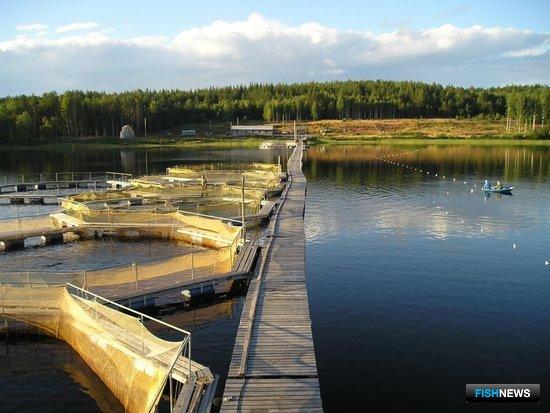 Рыбоводческое хозяйство в Республике Карелия. Фото с сайта rkforel.ru