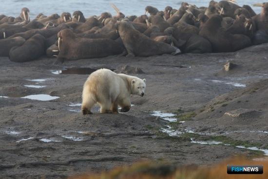Основными причинами беспокойства моржей на лежбище стали белые медведи. Фото пресс-службы ТИНРО-Центра