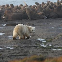 Основными причинами беспокойства моржей на лежбище стали белые медведи. Фото пресс-службы ТИНРО-Центра