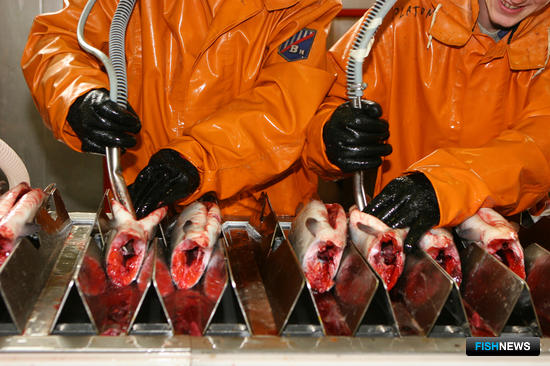 В сутки рыбоконсервный цех Озерновского РКЗ № 55 способен принимать на обработку до 500 тонн лосося. Фото предоставлено ОРКЗ № 55