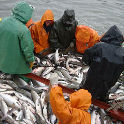 Добыча лосося в Камчатском крае