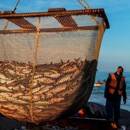 Добыча лосося на Сахалине. Фото Анатолия Макоедова