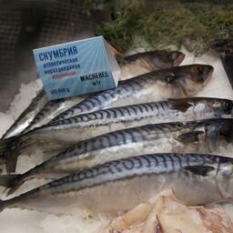 Норвежское Министерство торговли и рыболовства объявило, что «предварительная» квота скумбрии составит 100 тыс. тонн