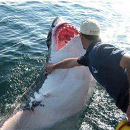 Новая Зеландия с 2007 года вводит запрет на охоту и убийство белых акул