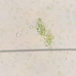 Специалисты Главрыбвода в Свердловской области провели эксперимент с водорослью хлорелла. Фото пресс-службы учреждения