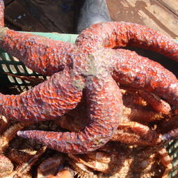 Акватории в Сахалинской области разрешили очищать от морских звезд