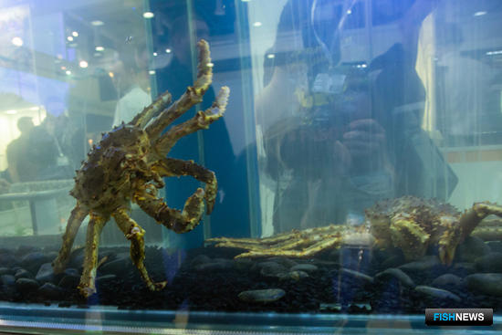 Своеобразным талисманом экспозиции стали живые крабы в аквариуме