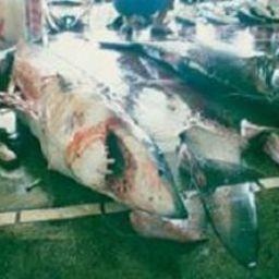Акула после обрезания плавников. Фото WildAid