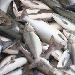 Трех камчатцев ждет суд за незаконный вылов тихоокеанских лососей