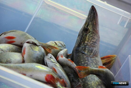 Следить за разнообразием волжской рыбы поможет ДНК-библиотека