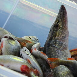 Специалисты составили библиотеку ДНК-штрихкодов для рыб Волжского бассейна. Архивное фото