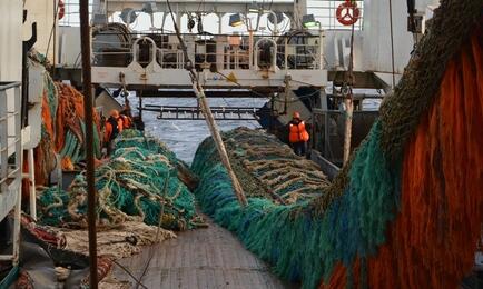 Целевые показатели по вылову на нынешний год снижены с 5,209 млн тонн до 4,9 млн тонн в базовом варианте и 5,08 млн тонн до 4,8 млн тонн в консервативном. Фото пресс-службы «Океанрыбфлота»