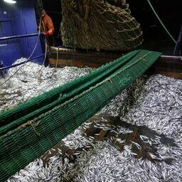 Ученые озвучили итоги килечного промысла в Каспийском море. Фото пресс-службы ВНИРО