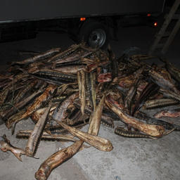 В оборудованных в кузове тайниках нашли более тонны осетровых. Фото РИА «Дагестан»