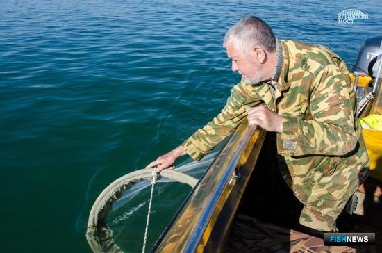 Специалисты Азовского НИИ рыбного хозяйства отслеживают, как строительство моста в Крым влияет на ихтиофауну. Фото пресс-службы института