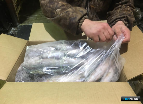 В ходе обысков следователи изъяли более 13 тонн омуля. Фото пресс-службы МВД по Республике Бурятия