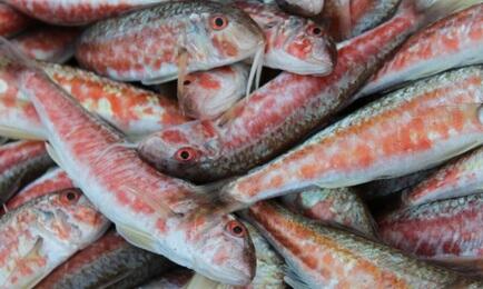 Пойманная в прибрежье Крыма барабуля. Архивное фото