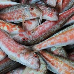 Пойманная в прибрежье Крыма барабуля. Архивное фото