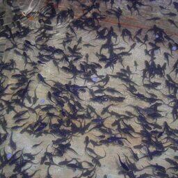 В Калининградской области начало работу новое предприятие по выращиванию радужной форели и осетра. Архивное фото