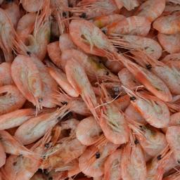 Углохвостая креветка – ее промысел готовятся запретить до конца года в подзоне Приморье
