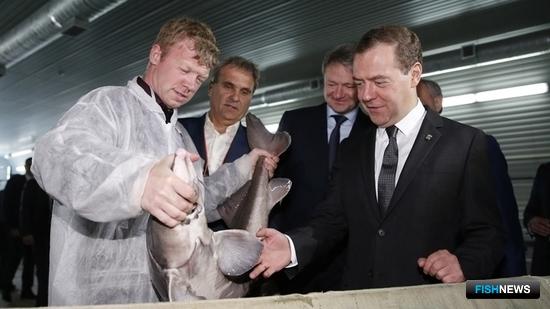 Премьер-министр Дмитрий Медведев посетил предприятие по выращиванию рыбы в Саратовской области. Фото пресс-службы Правительства РФ