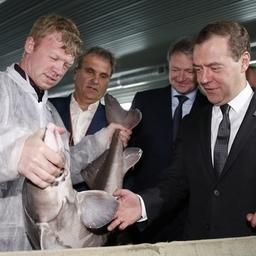 Премьер-министр Дмитрий Медведев посетил предприятие по выращиванию рыбы в Саратовской области. Фото пресс-службы Правительства РФ