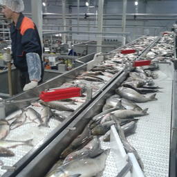 Роспотребнадзор пересмотрит СанПиН по рыбному производству