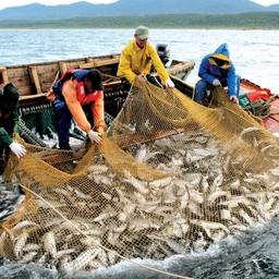 Добыча лосося на участке на Дальнем Востоке