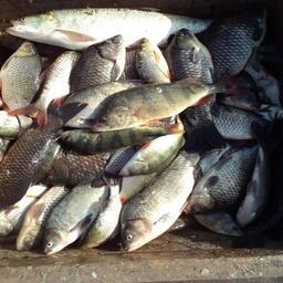 Сотрудники Волжско-Каспийского филиала ВНИРО приступили к мониторинговым исследованиям. Фото пресс-службы института