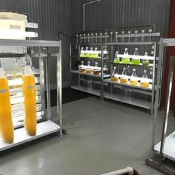 Культивирование микроводорослей как кормовых объектов в научно-производственном центре ТИНРО на острове Попова