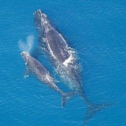 Северные гладкие киты. Фото из «Википедии»