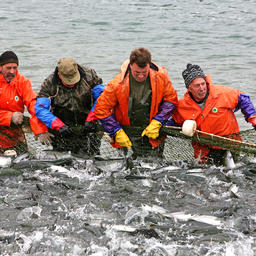 Рыбаки Камчатки на лососевой путине