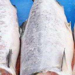 Скопившийся лосось грозит вызвать ЧС в области здравоохранения. Фото с сайта Shutterstock