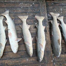 Особи пиленгаса фиксировались практически на всей акватории моря. Фото пресс-службы ВНИРО