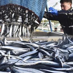 Искусственный интеллект помогает рыбакам Японии искать скопления сайры. Фото информагентства KYODO