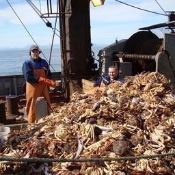 Общая численность промысловых крабов в Беринговом море составила 3,8 млрд. экземпляров при биомассе 266 тыс. тонн. Фото пресс-службы института
