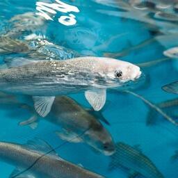 Собский рыбоводный завод наращивает производство. Фото пресс-службы правительства ЯНАО