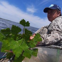 Ученые исследовали водную растительность Ахтарско-Гривенской группы азовских лиманов. Фото пресс-службы АзНИИРХ