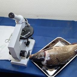 Лабораторные исследования прудовой рыбы