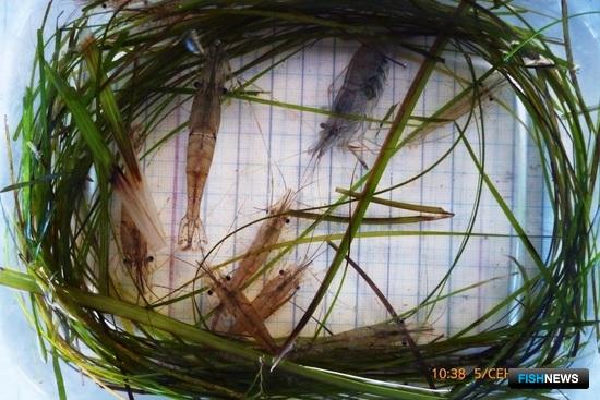 Креветка черноморская травяная. Фото пресс-службы АзНИИРХ