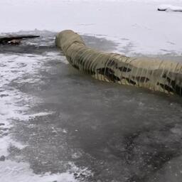 В Ладожское озеро выпустили 46,4 тыс. экземпляров палии. Фото пресс-службы Северо-Западного теруправления Росрыболовства